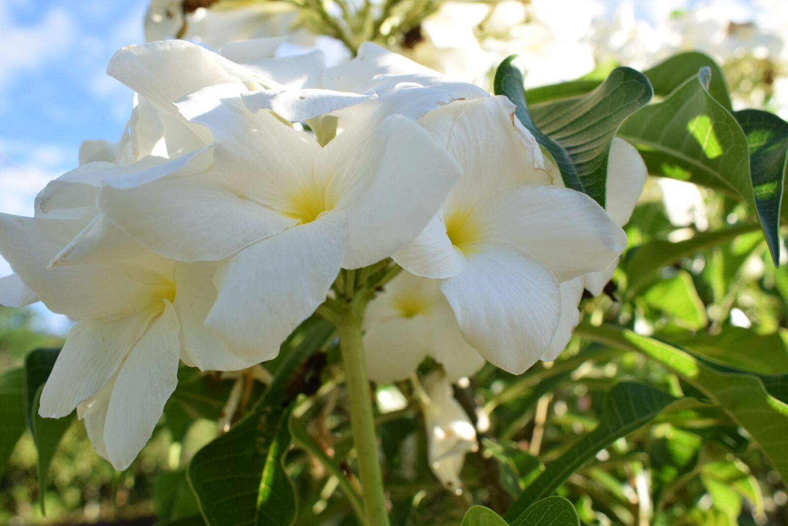 Nikon D5300 sample photo. Colombia, flowers, petal photography