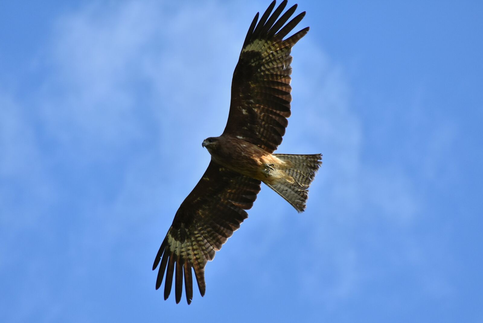 Nikon D7200 sample photo. Animal, sky, bird photography