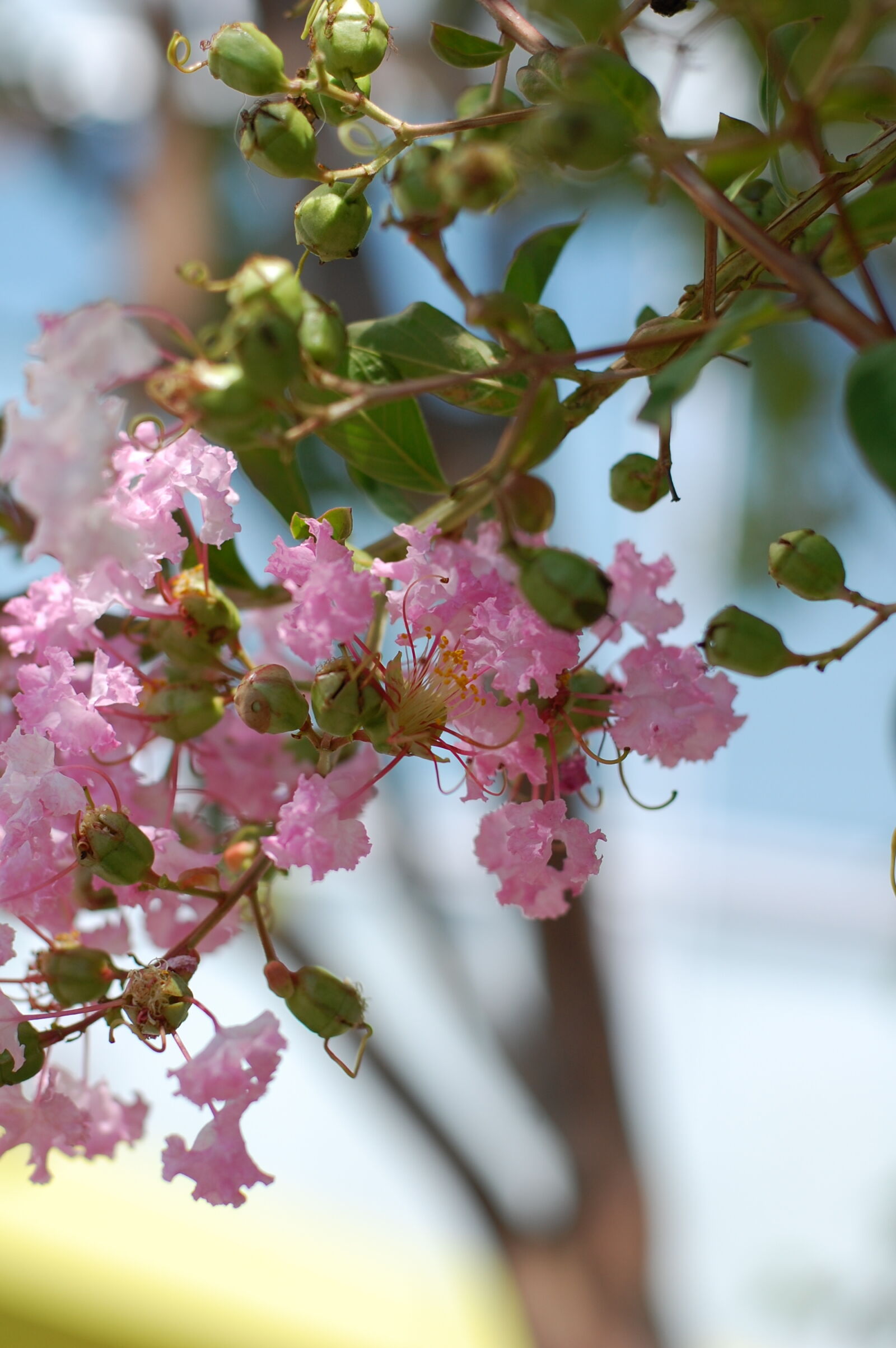 Nikon D40 + Nikon AF-S Nikkor 50mm F1.8G sample photo. Flower photography