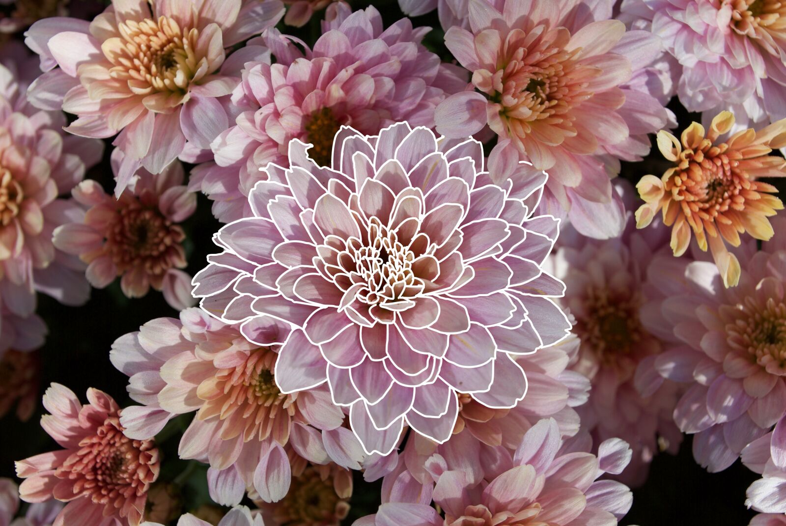 Nikon D60 sample photo. Flowers, spring, art photography