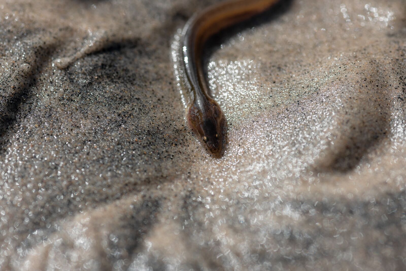 Nikon D7200 sample photo. Eel, the european eel photography