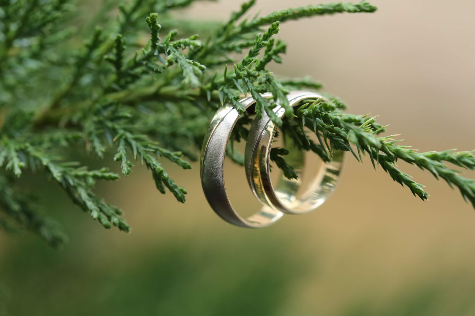 Canon EOS 5D Mark III + Canon EF 100mm F2.8 Macro USM sample photo. Gold, wedding ring, branches photography
