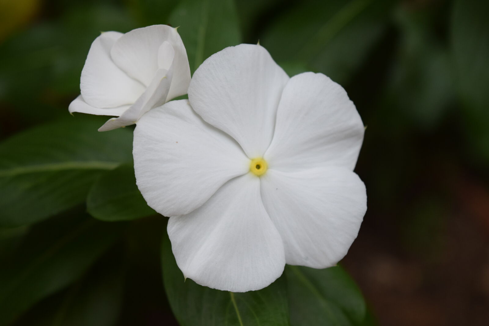 Nikon D3300 sample photo