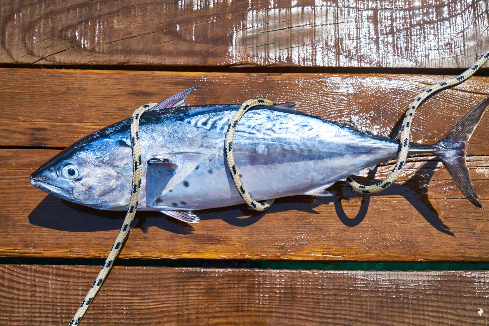 Sony a7R II sample photo. Fish, fresh, catch photography