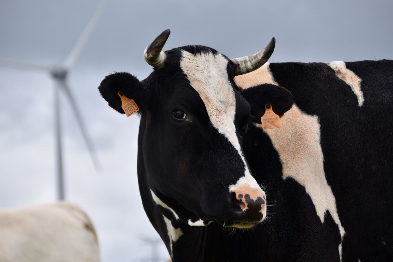 Nikon D5600 sample photo. Cow, holstein cow, color photography