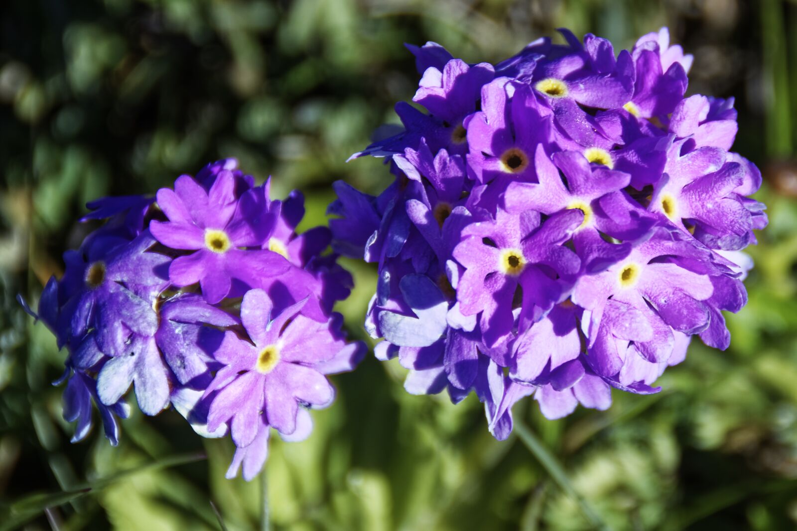 Nikon D500 sample photo. Flowers, plant, nature photography