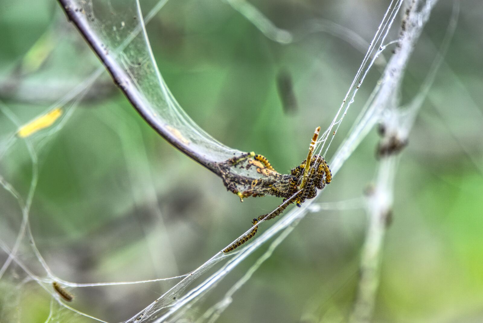 Sony a6000 sample photo. Track, pupate, yponomeutidae photography