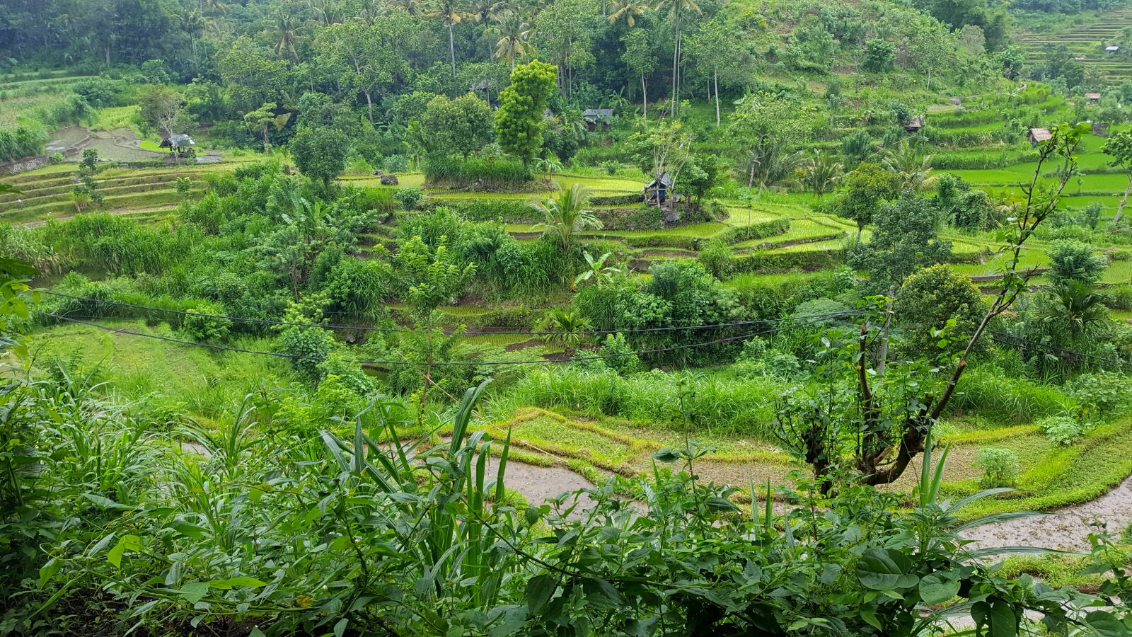 Samsung Galaxy S6 sample photo. Bali, paddy, rice terraces photography