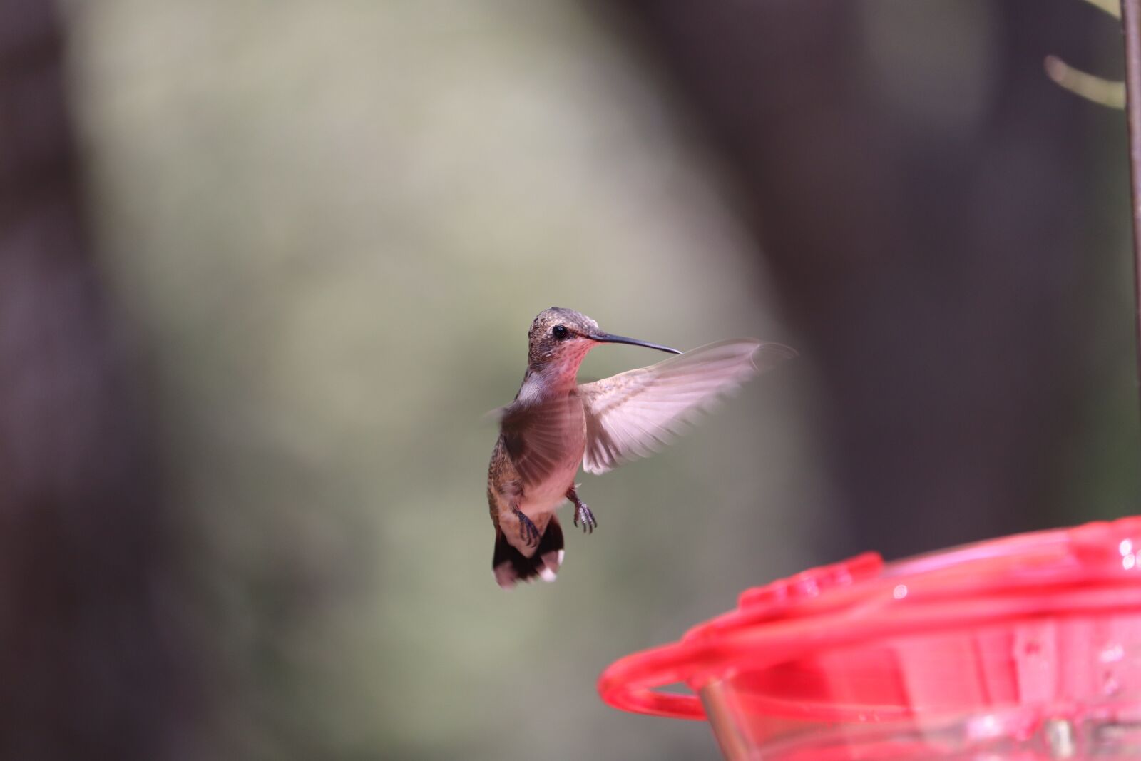 Canon EOS 800D (EOS Rebel T7i / EOS Kiss X9i) sample photo. Hummingbird, bird, animal photography