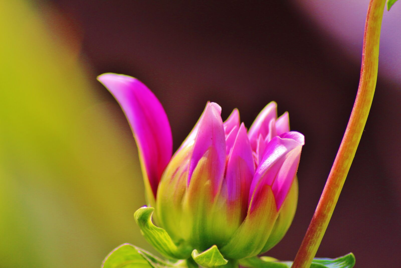 Canon EOS 700D (EOS Rebel T5i / EOS Kiss X7i) sample photo. Pink, flower, pakistan photography