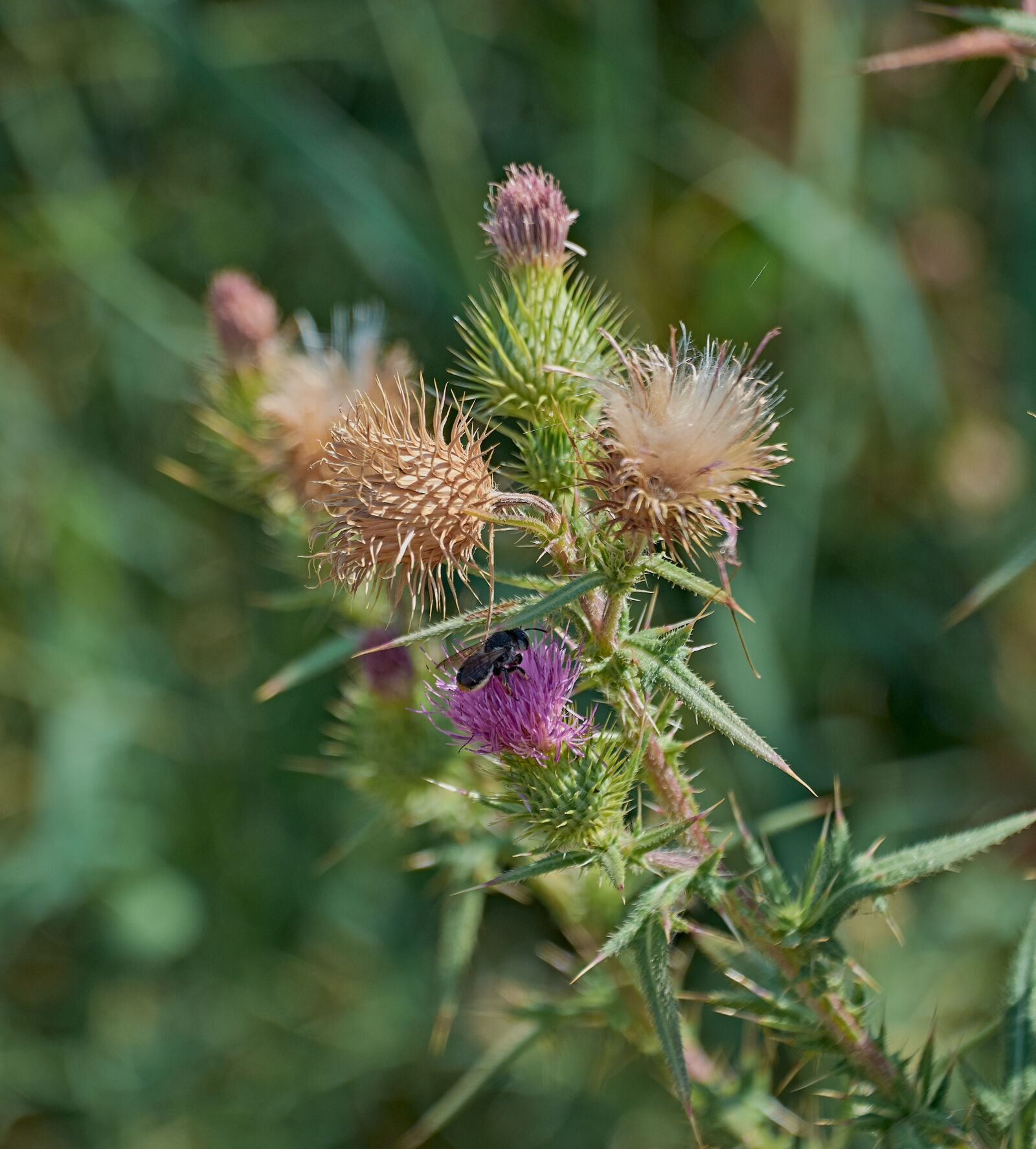 Nikon D7200 sample photo. Flower hawthorn, insect, thistle photography