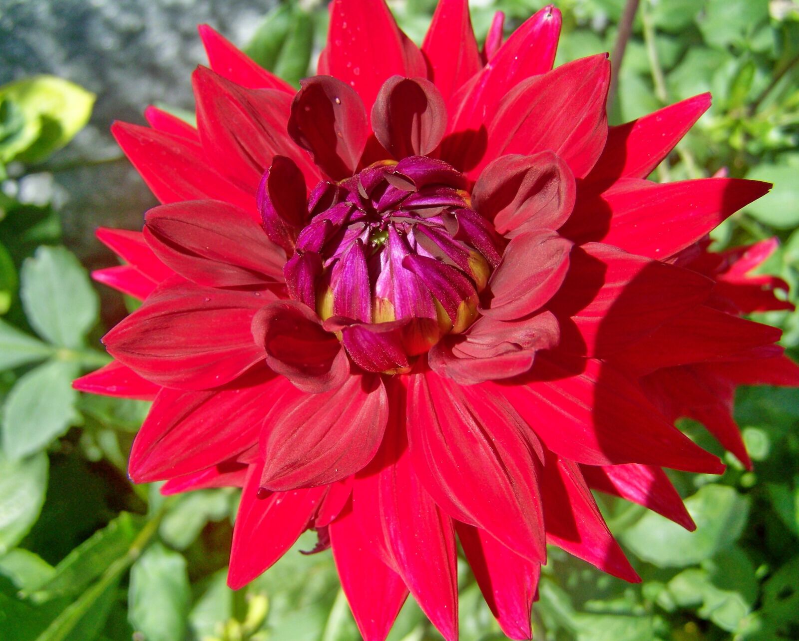 Kodak EASYSHARE ZD710 ZOOM DIGITAL CAMERA sample photo. Dahlia, red flower, summer photography