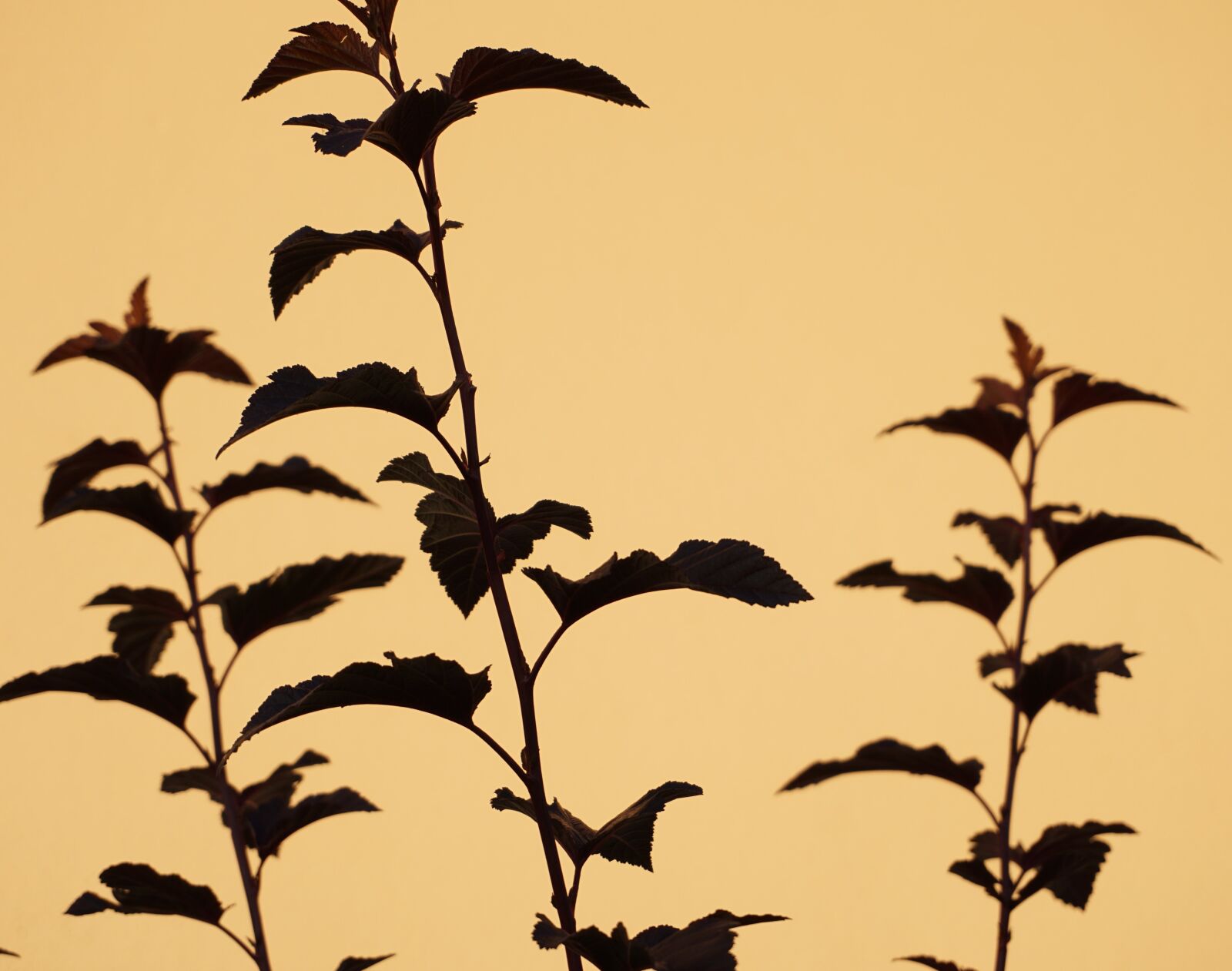 Sony a6000 sample photo. Plant, shadow, bush photography