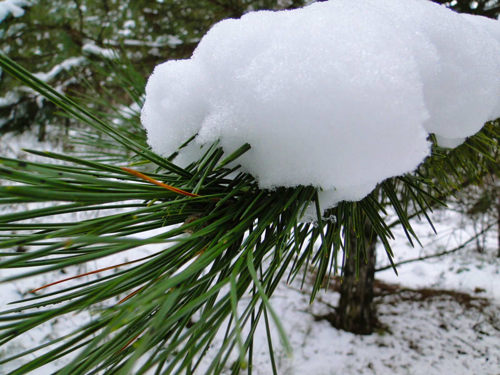 Sony Cyber-shot DSC-HX1 sample photo. Winter, snow, pine photography