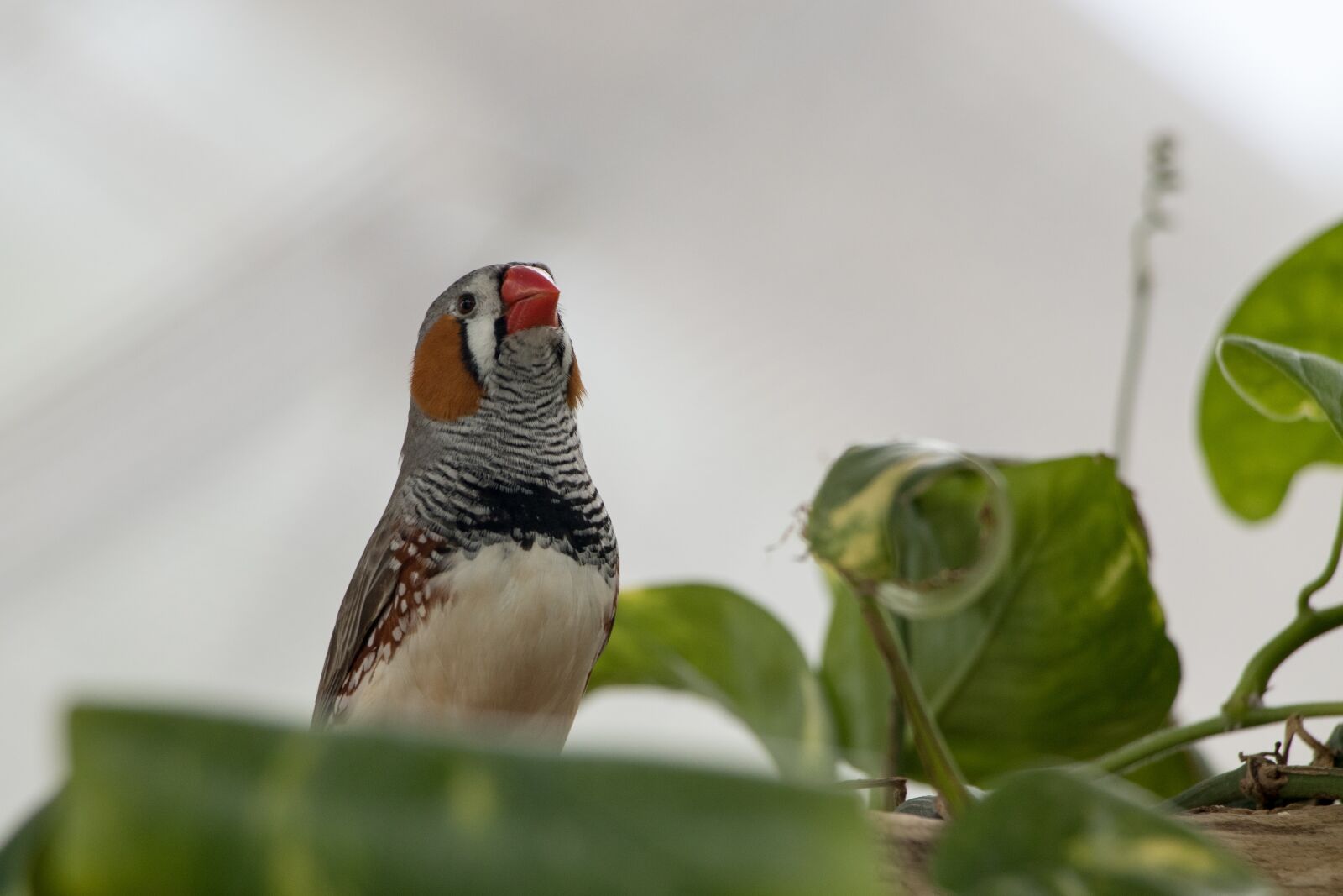 Canon EOS 80D sample photo. Zebra finch, bird, animal photography