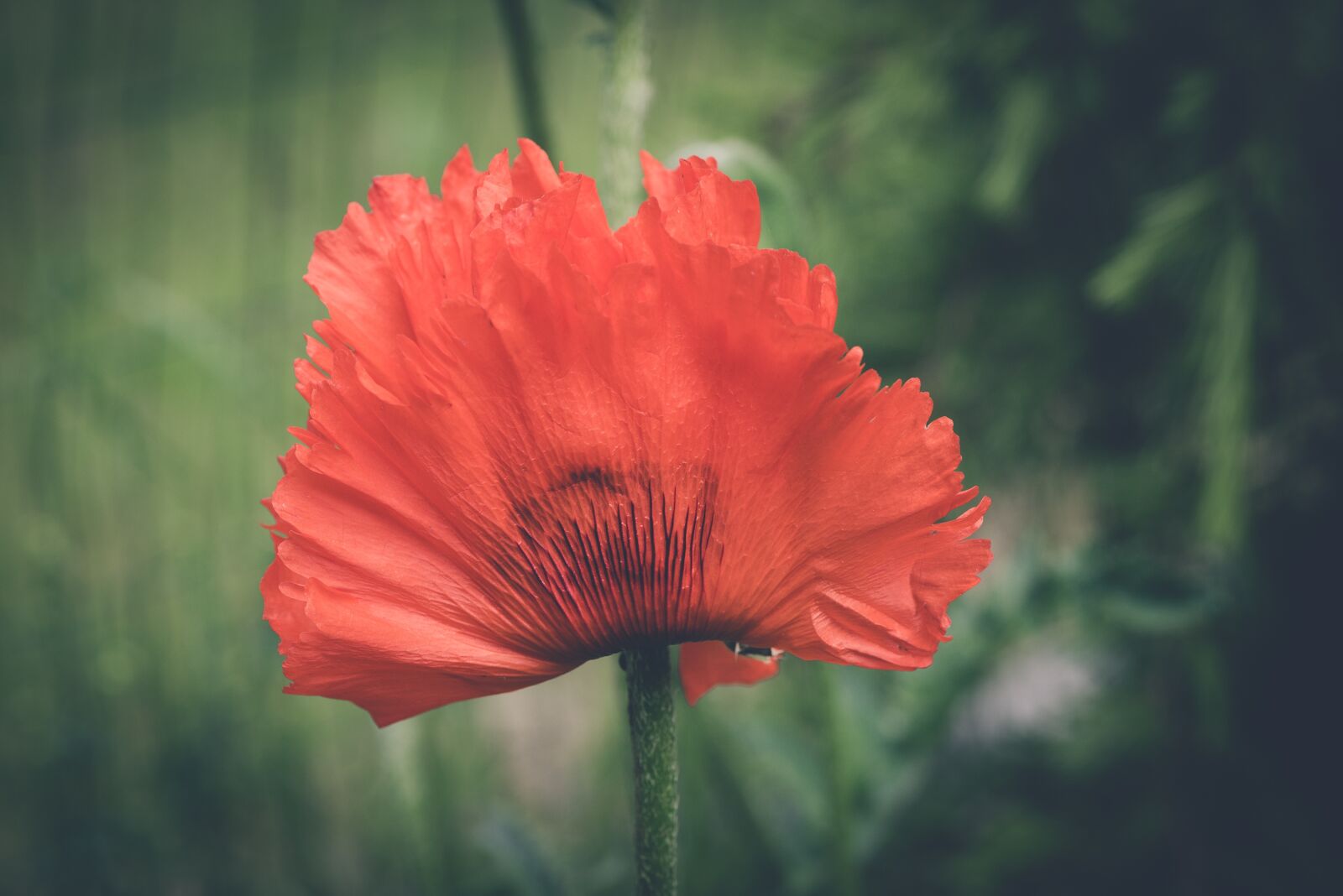 Nikon D750 sample photo. Poppy, red, flower photography
