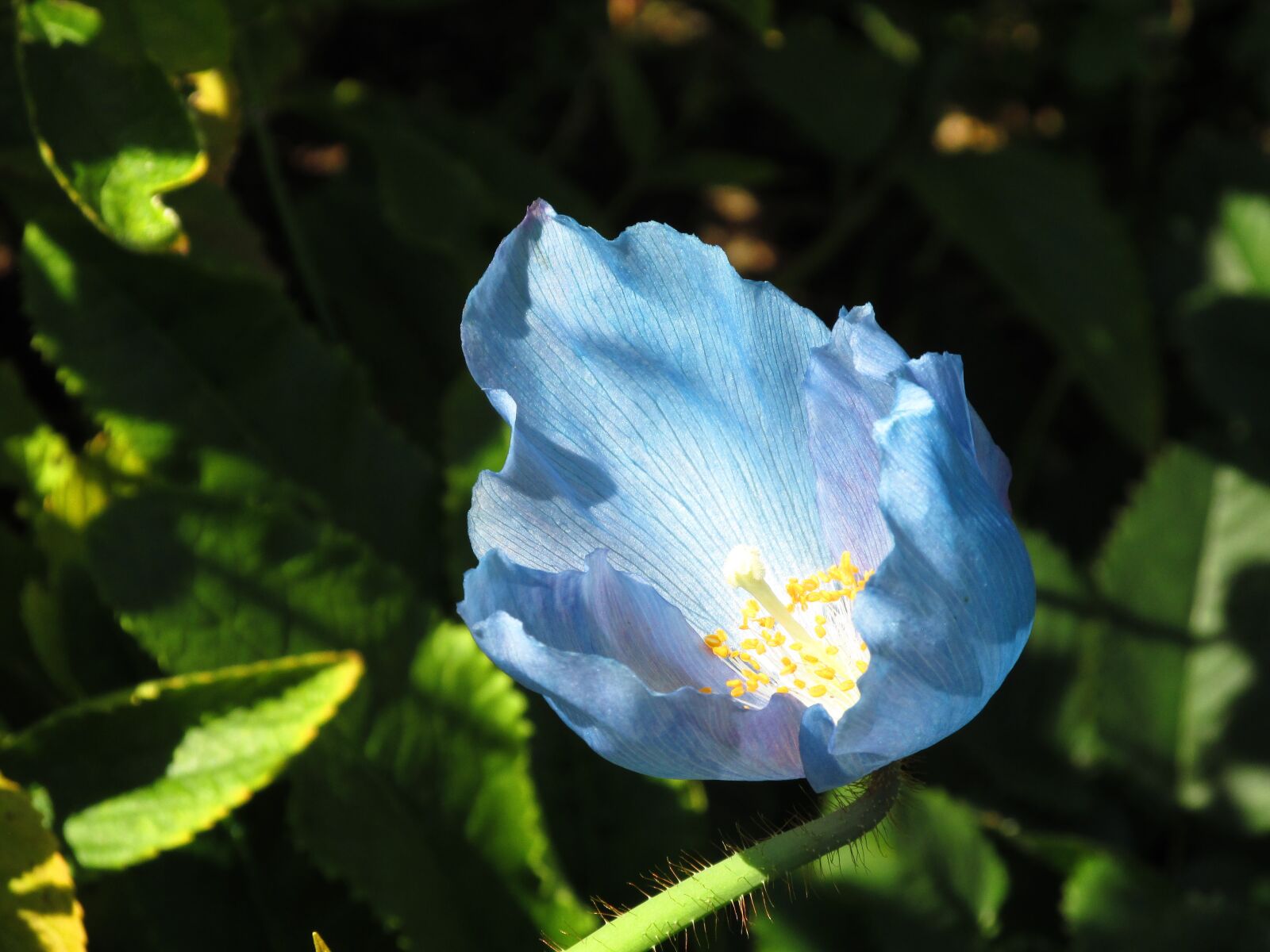 Canon PowerShot SX170 IS sample photo. Floral, petal, flower photography