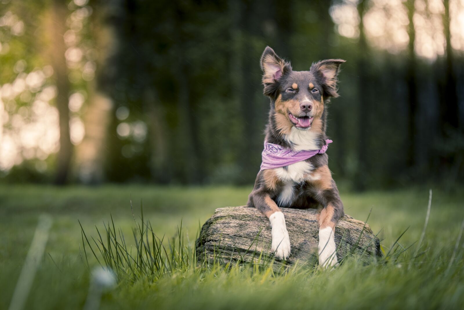 Nikon D750 sample photo. Dog, forest, lake photography