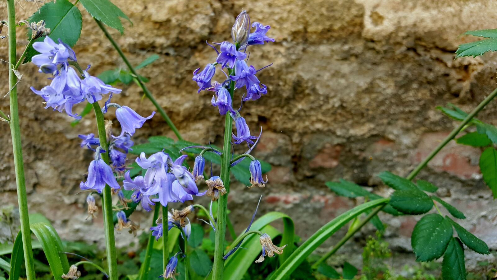 Samsung Galaxy S6 sample photo. Bellflower, wall, nature photography