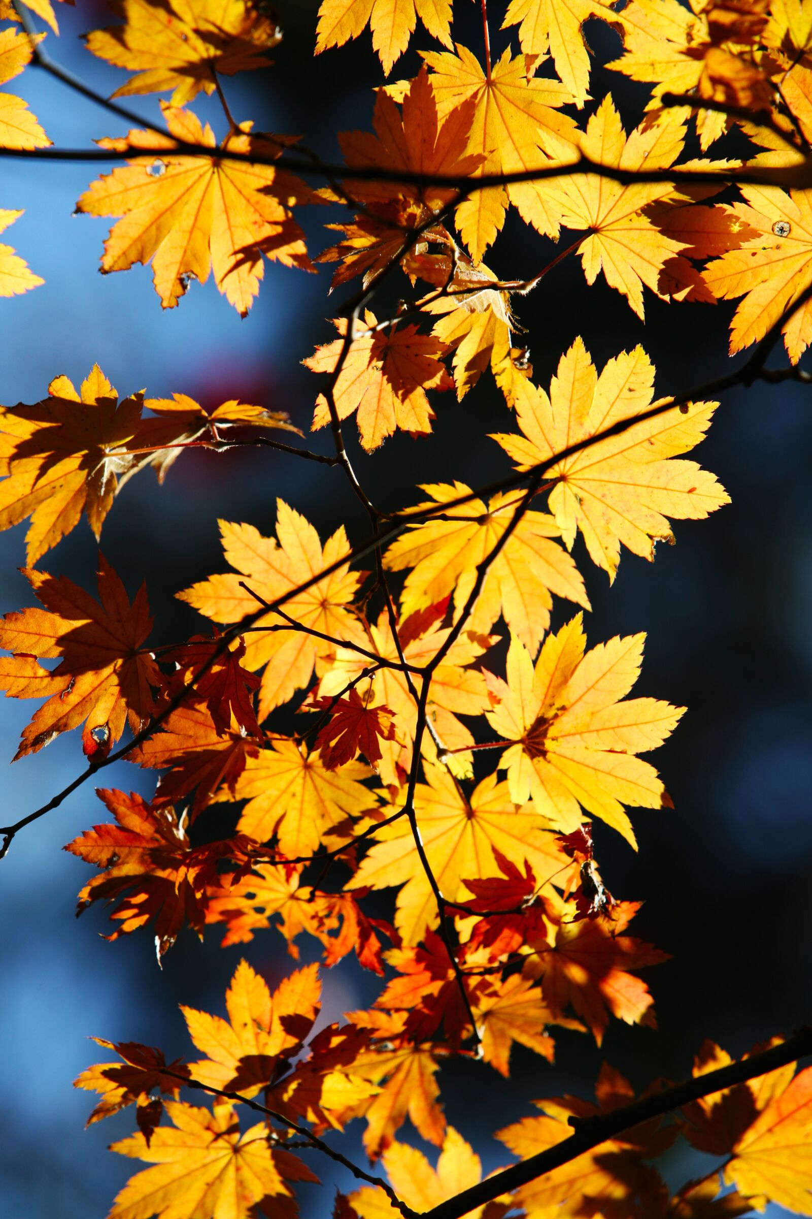 Canon EOS 5D sample photo. Autumn leaves, autumn, leaves photography