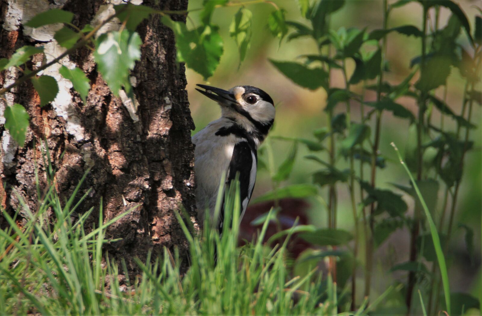 Canon EOS 7D + Tamron SP 150-600mm F5-6.3 Di VC USD sample photo. Great spotted woodpecker, male photography