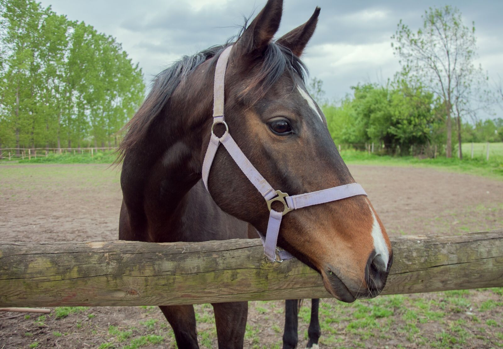 Nikon D90 sample photo. Horse, animal, farm photography
