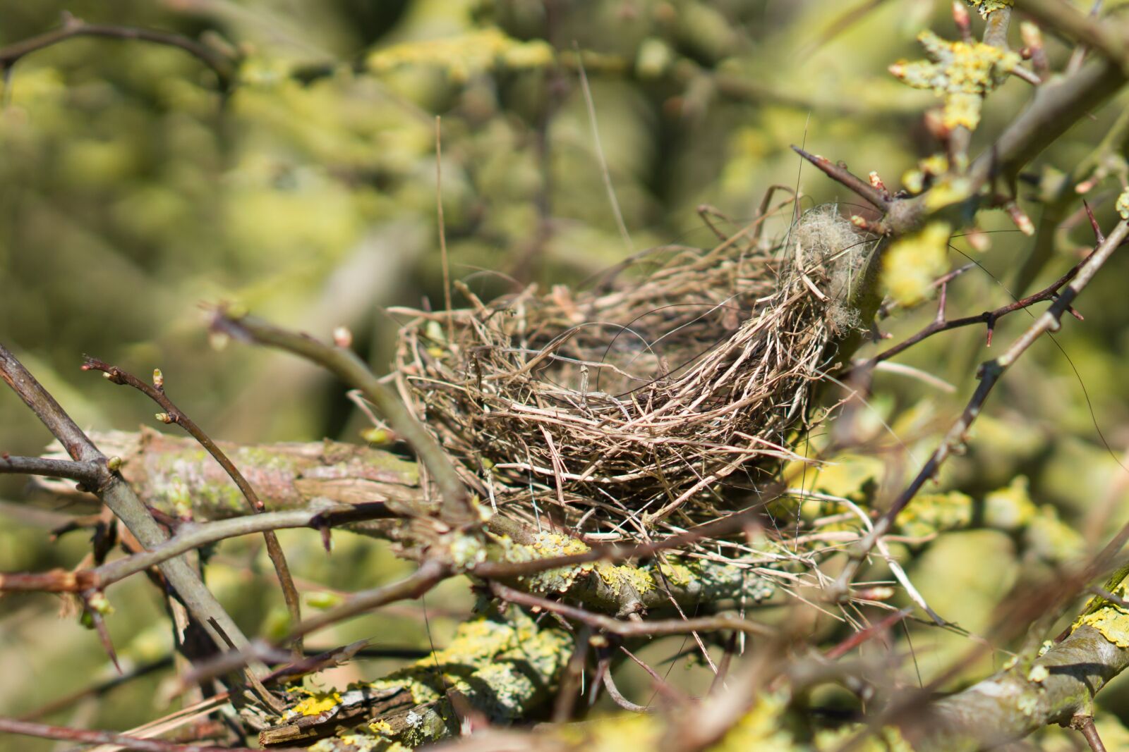Sony a6000 sample photo. Nest, birds nest, empty photography
