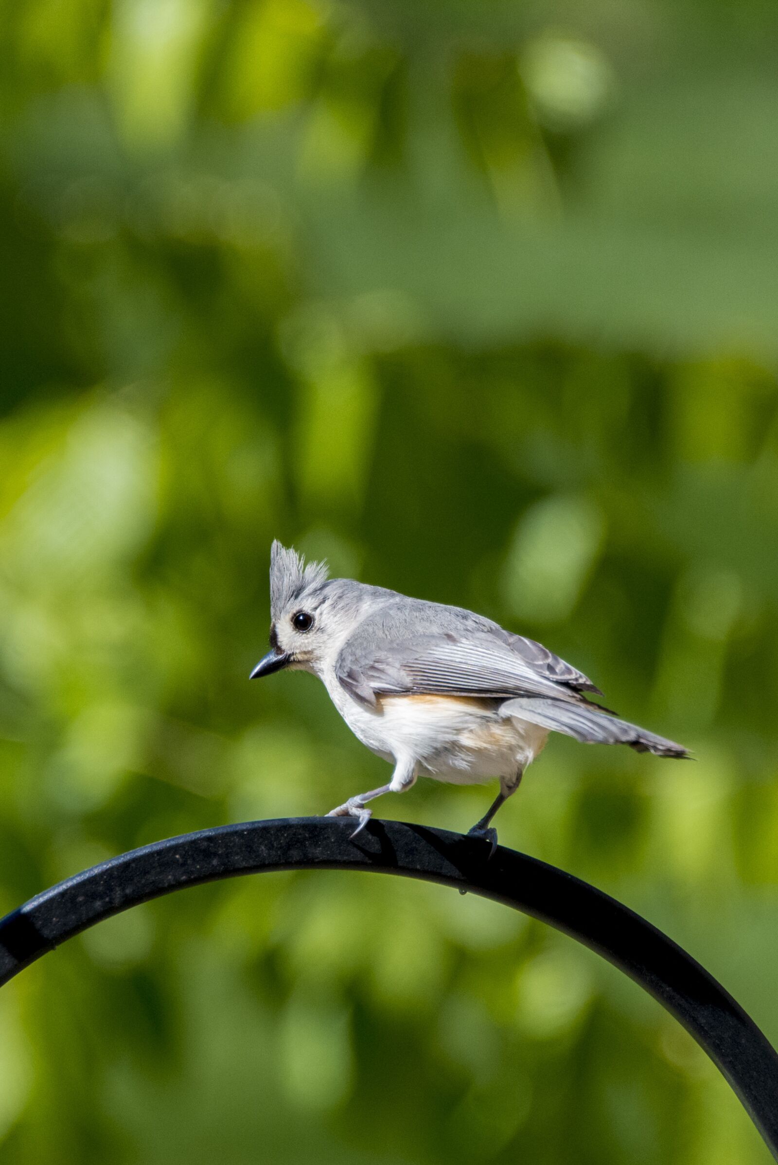 Nikon D800 sample photo. Tufted titmouse, birds, cute photography