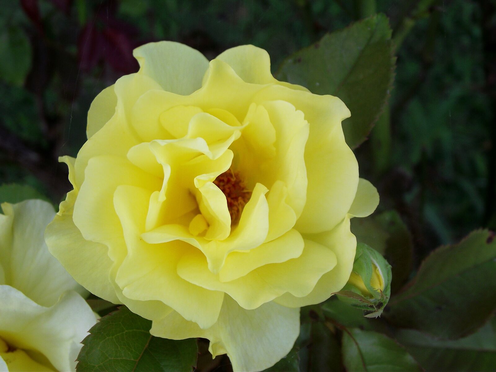 Fujifilm FinePix S2700HD sample photo. Yellow, flower, rose photography