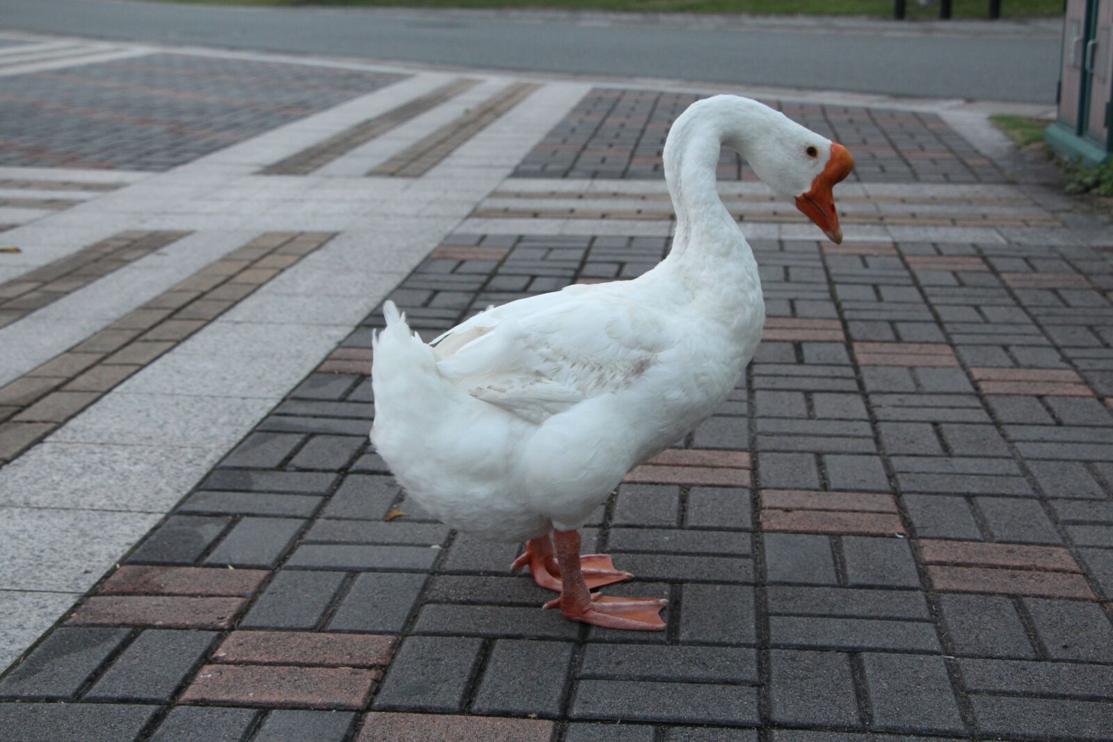 Canon EOS 700D (EOS Rebel T5i / EOS Kiss X7i) sample photo. Red eagle academy animal photography
