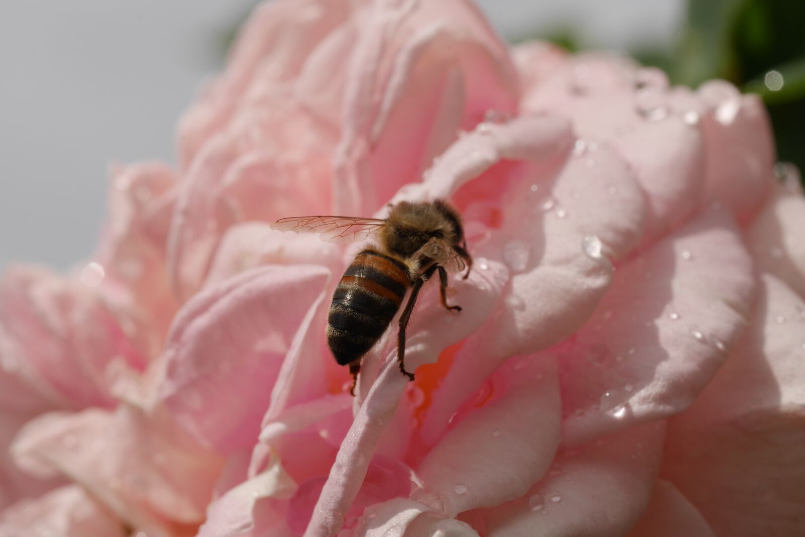 Panasonic Lumix DMC-GX7 sample photo. Rose, pink, bee photography