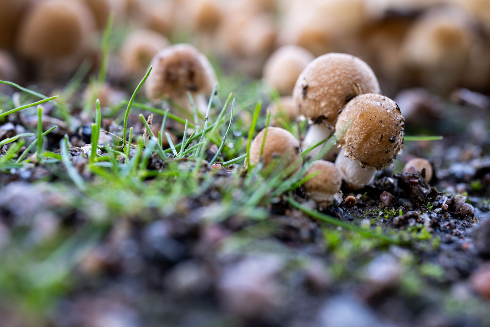 Nikon Z7 II sample photo. Mushroom season emerged photography