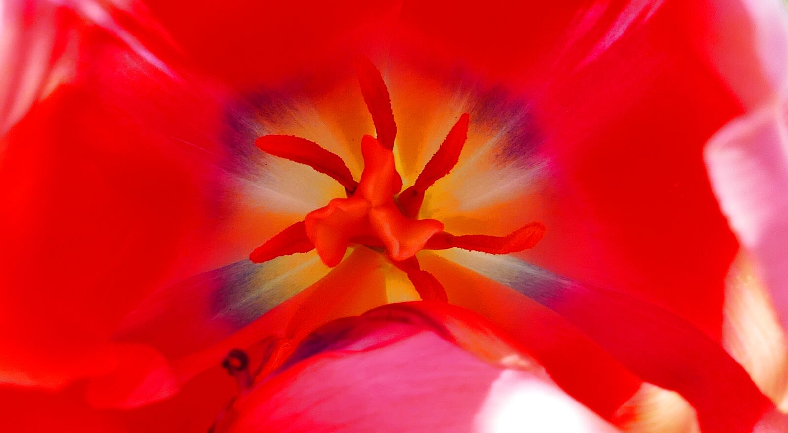 Panasonic Lumix DMC-FZ1000 sample photo. Flower, tulip, stamens photography