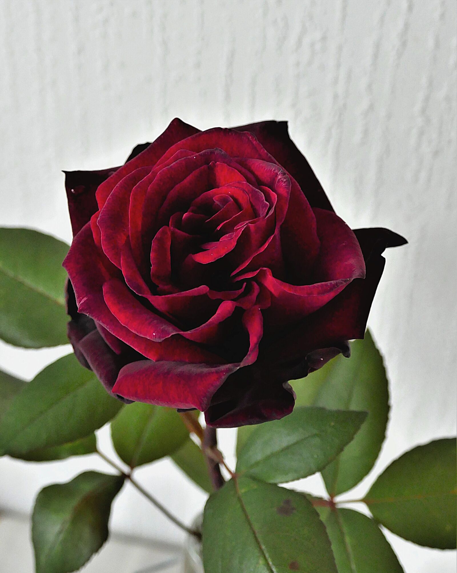 Panasonic Lumix DMC-FZ1000 sample photo. Rose bloom, red, close photography