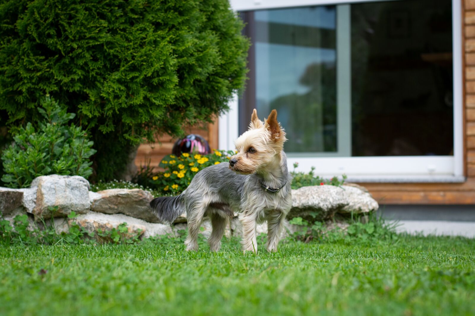 Nikon D7100 sample photo. Dog, yorki, yorkshire terrier photography