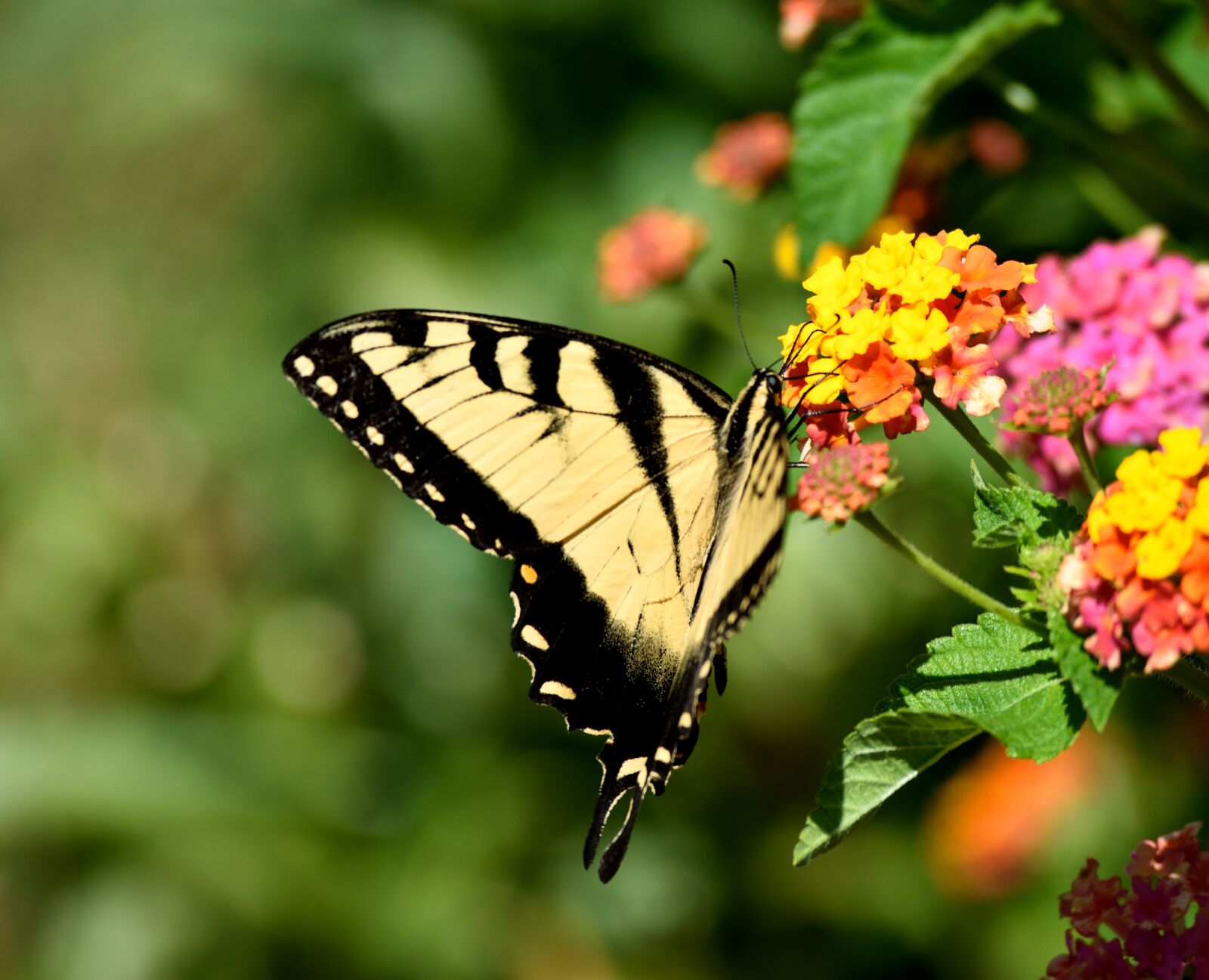 Nikon D3300 sample photo. Swallow tail, butterfly, insect photography