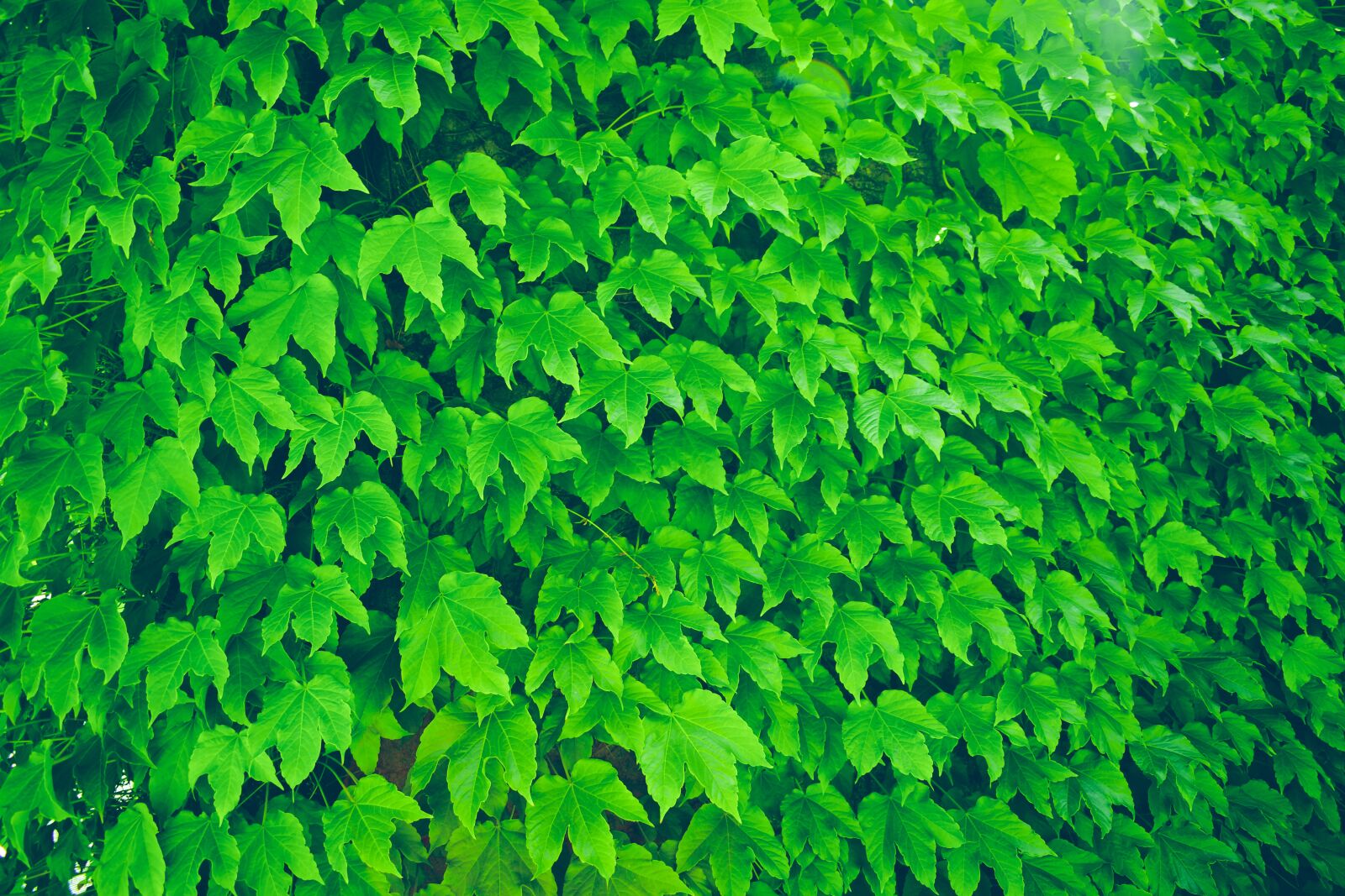 Nikon D5600 sample photo. Leaves, texture, pattern photography