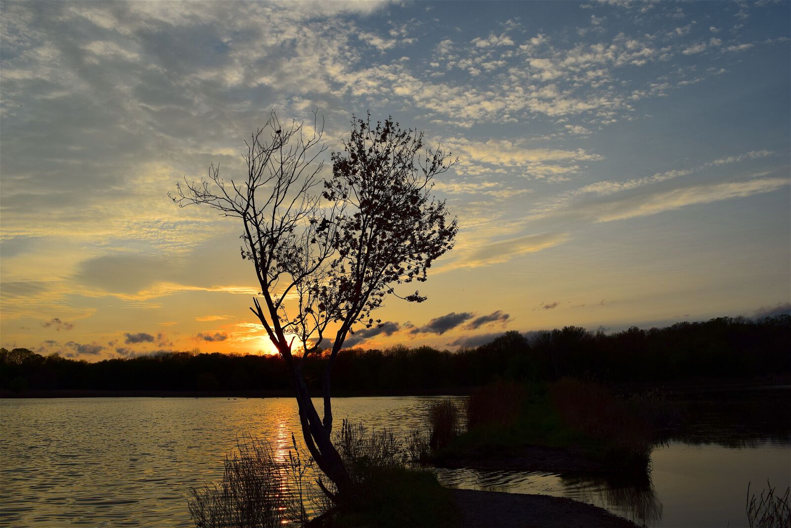Nikon D3300 sample photo. Tree, sunset, lake photography