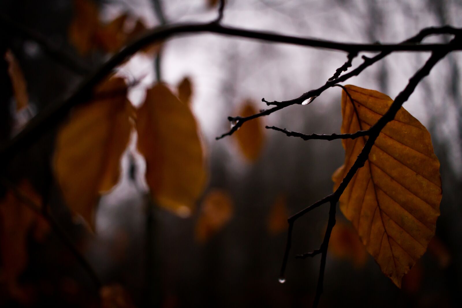 Canon EOS 7D sample photo. Leaf, tree, nature photography