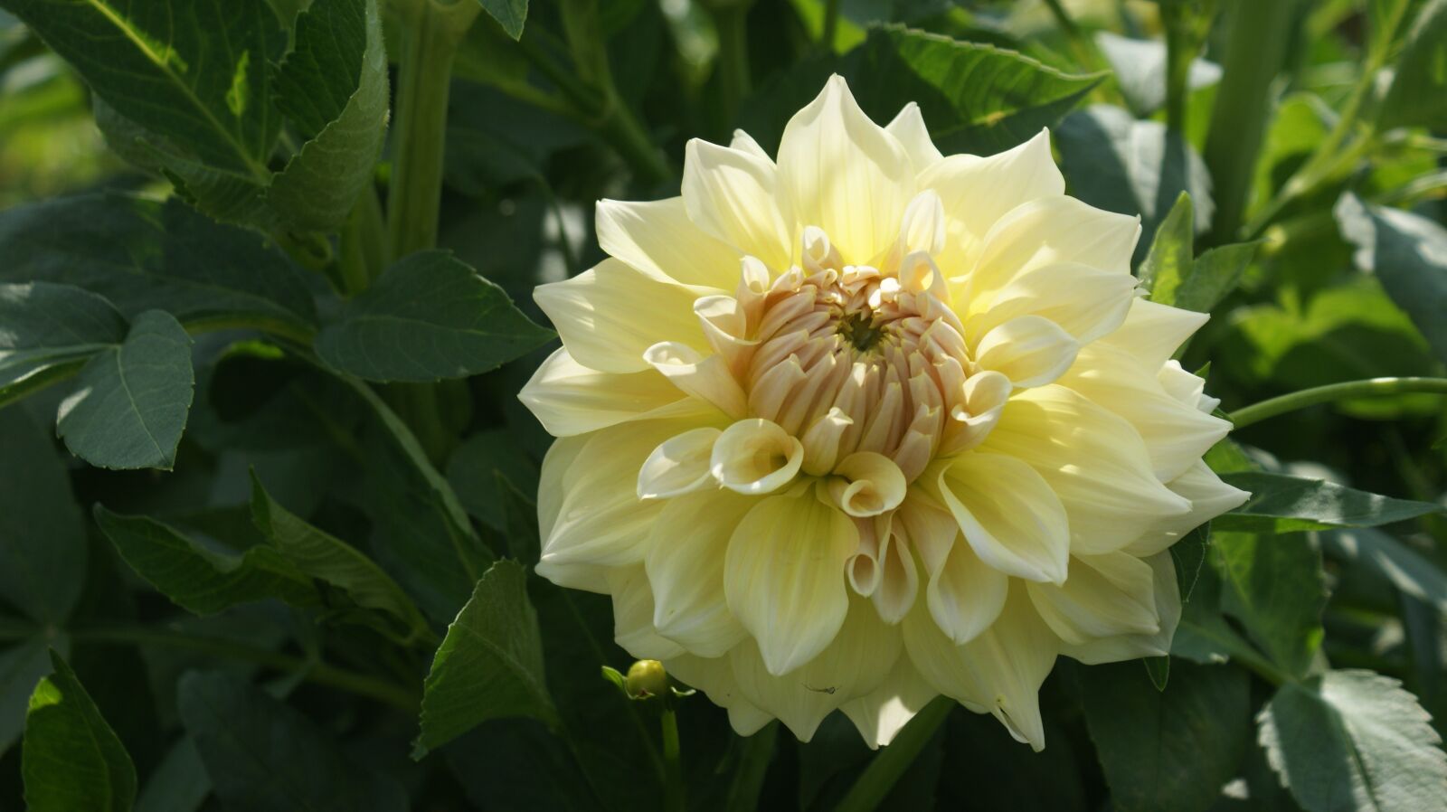 Sony Alpha DSLR-A350 sample photo. Dahlia, flower, garden photography