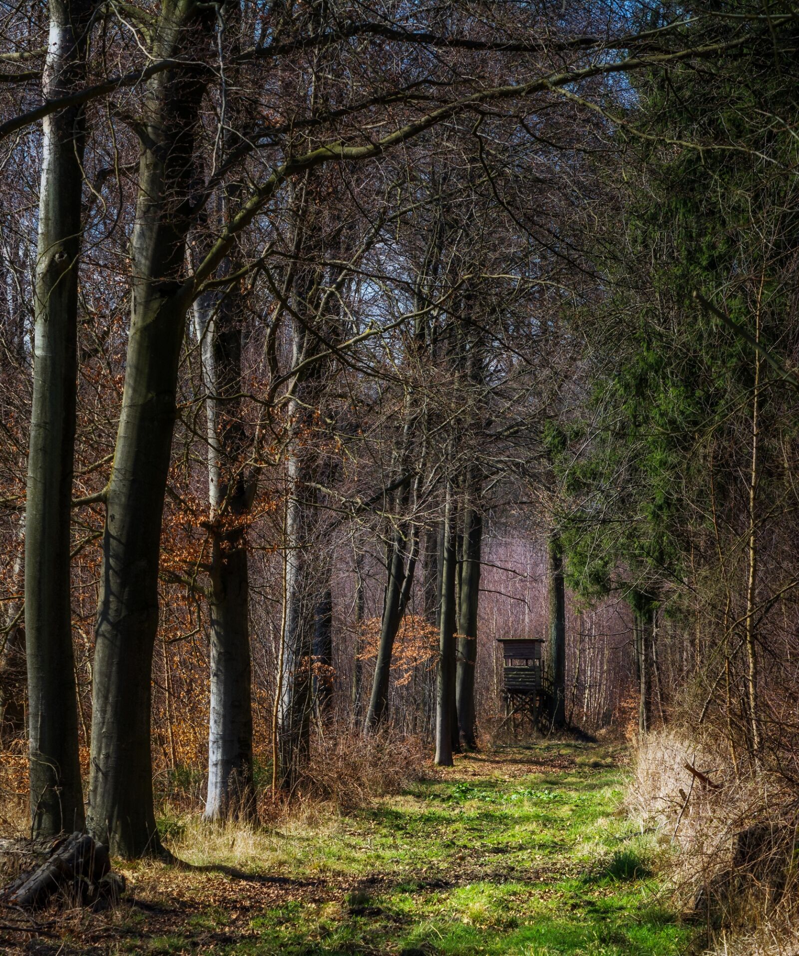 Nikon D7100 sample photo. Forest, away, promenade photography
