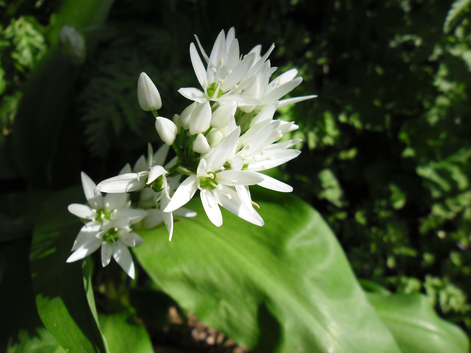 Samsung ES80/ ES81 sample photo. Bear's garlic allium ursinum photography
