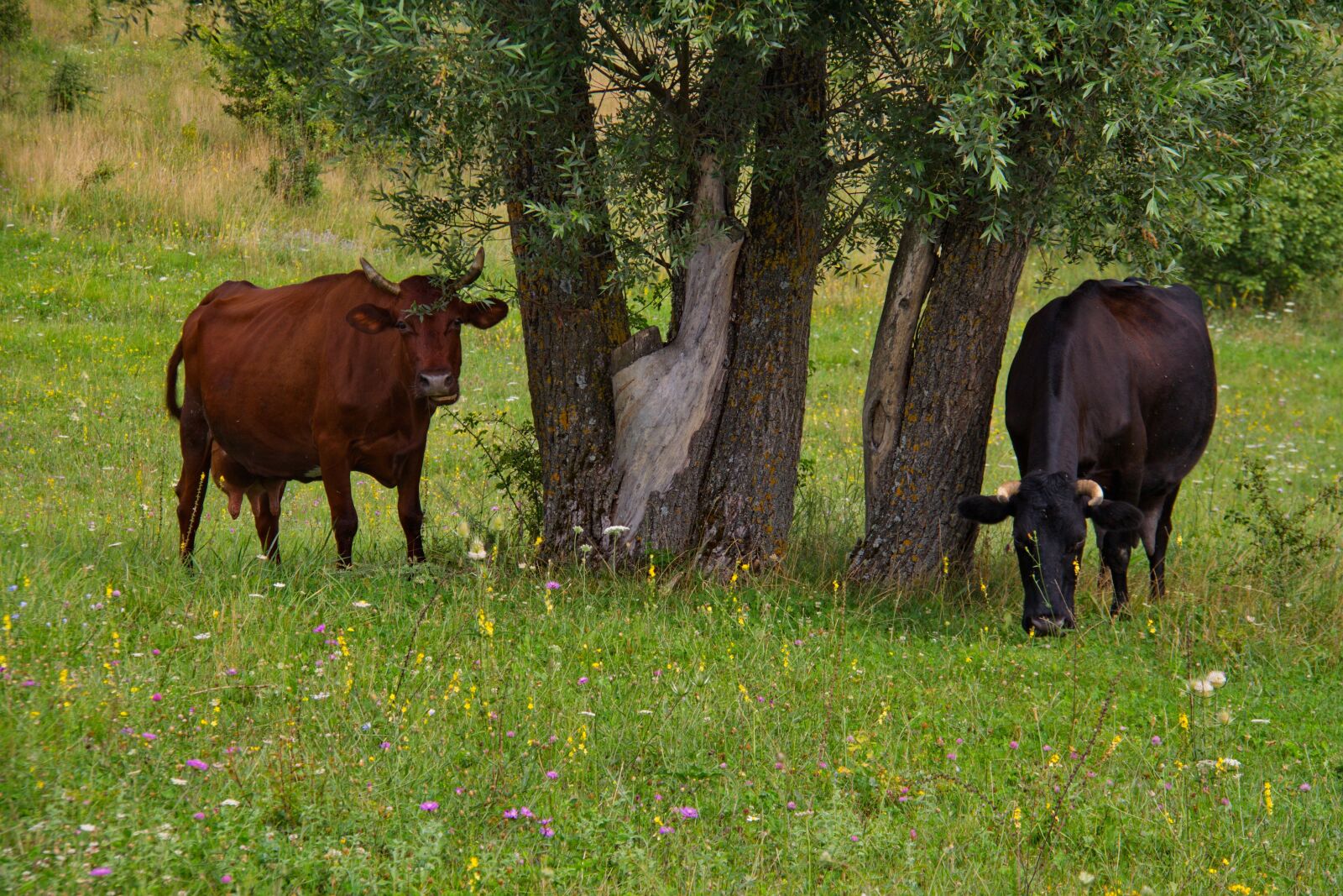 Canon EOS 500D (EOS Rebel T1i / EOS Kiss X3) sample photo. Cows, grass, trees photography