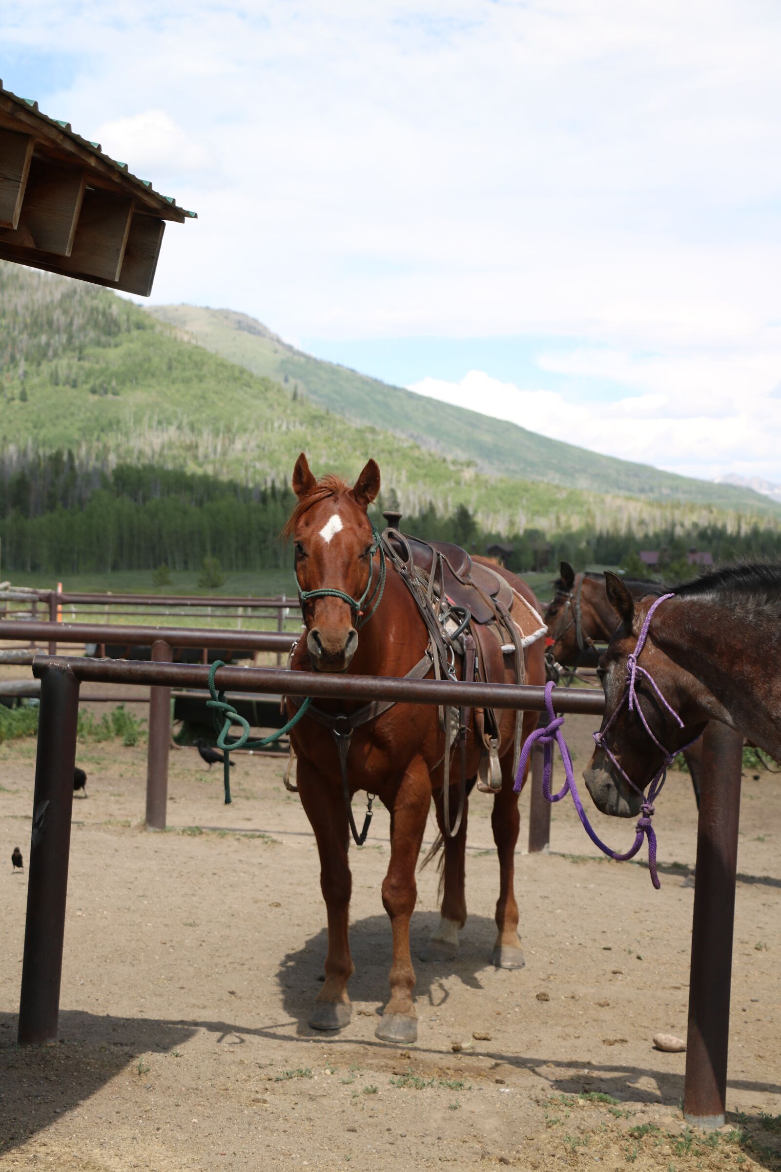 Canon EOS 750D (EOS Rebel T6i / EOS Kiss X8i) sample photo. Horse, horseback, riding photography