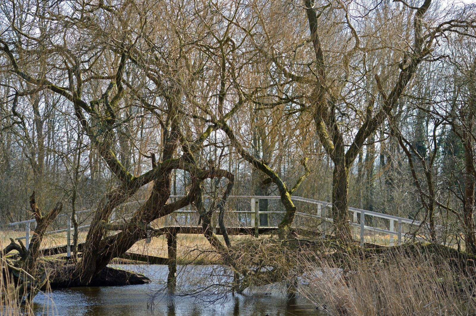 Nikon D3200 sample photo. Bridge, landscape, nature photography
