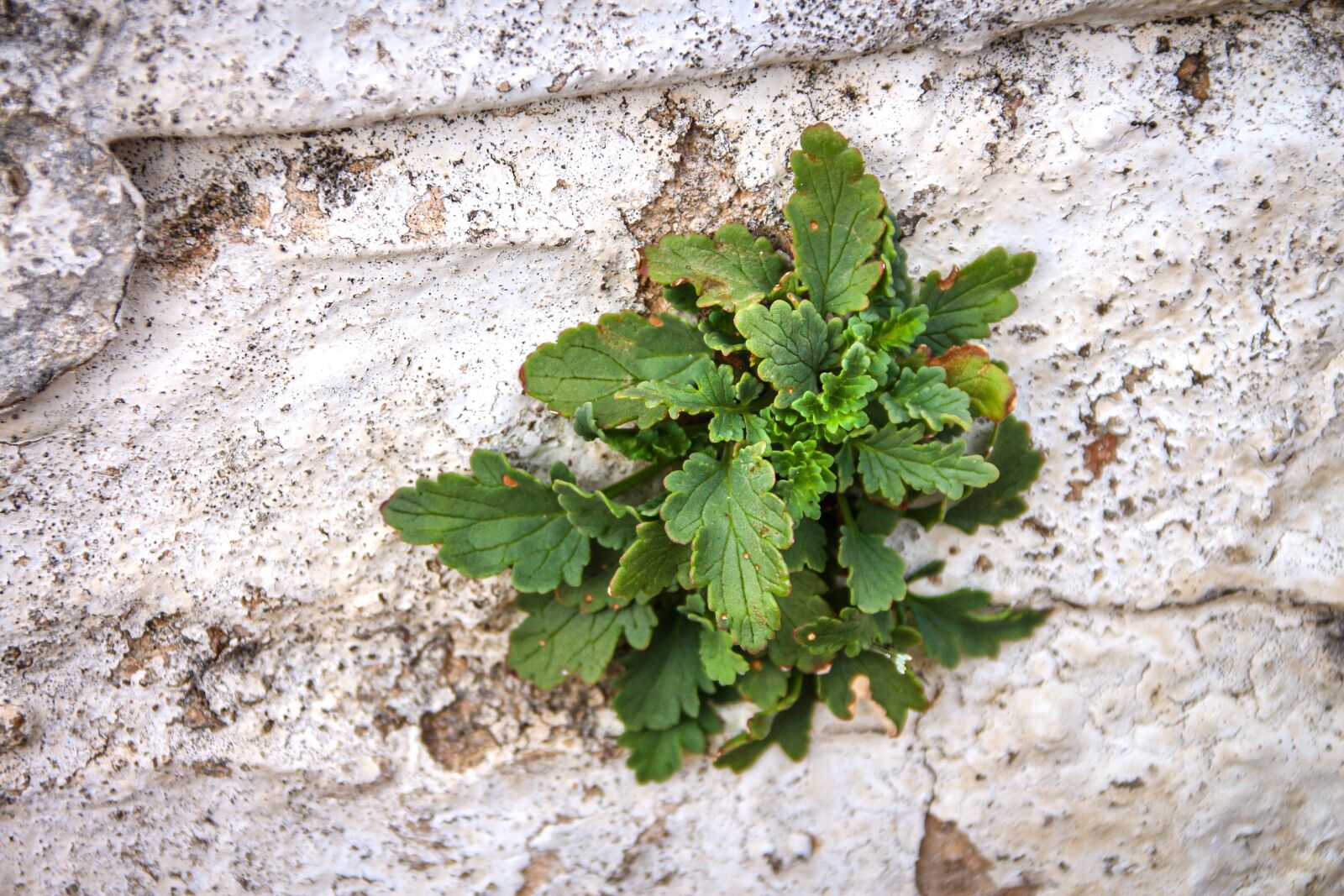 Canon EOS 650D (EOS Rebel T4i / EOS Kiss X6i) sample photo. Wall flower, strong, growth photography
