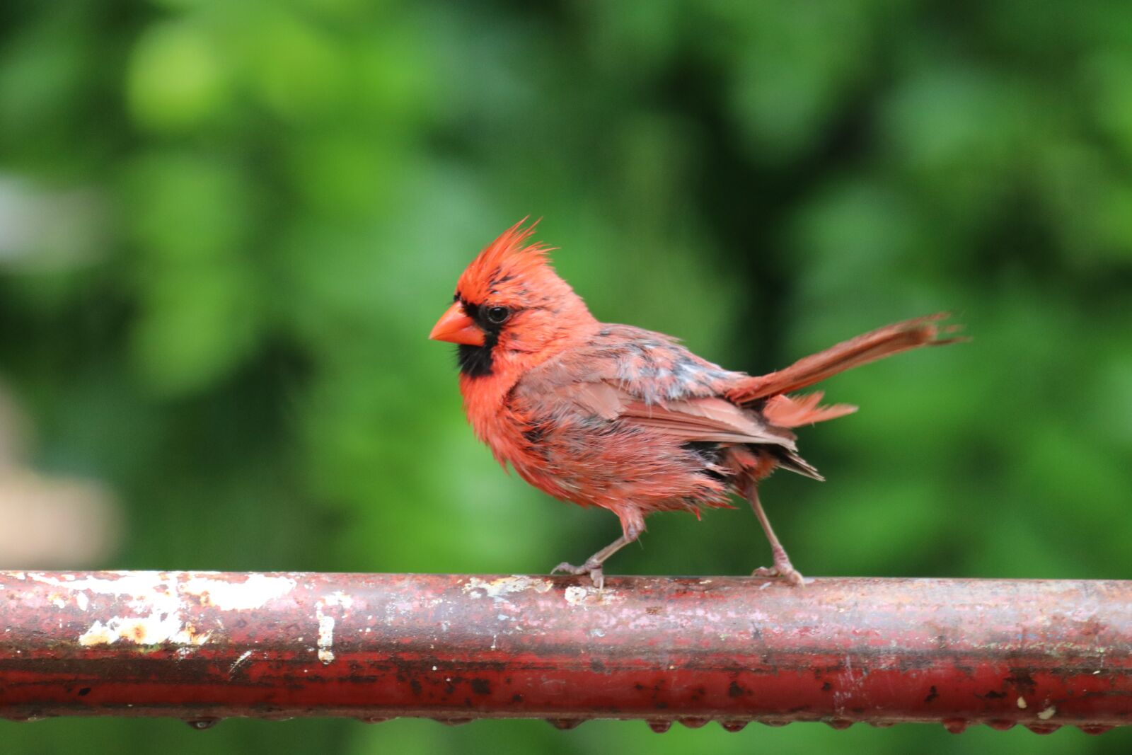 150-600mm F5-6.3 DG OS HSM | Contemporary 015 sample photo. Bird, cardinal, nature photography