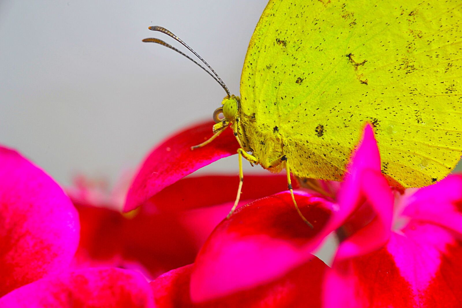 Nikon D3S sample photo. Butterfly, yellow butterfly, affix photography