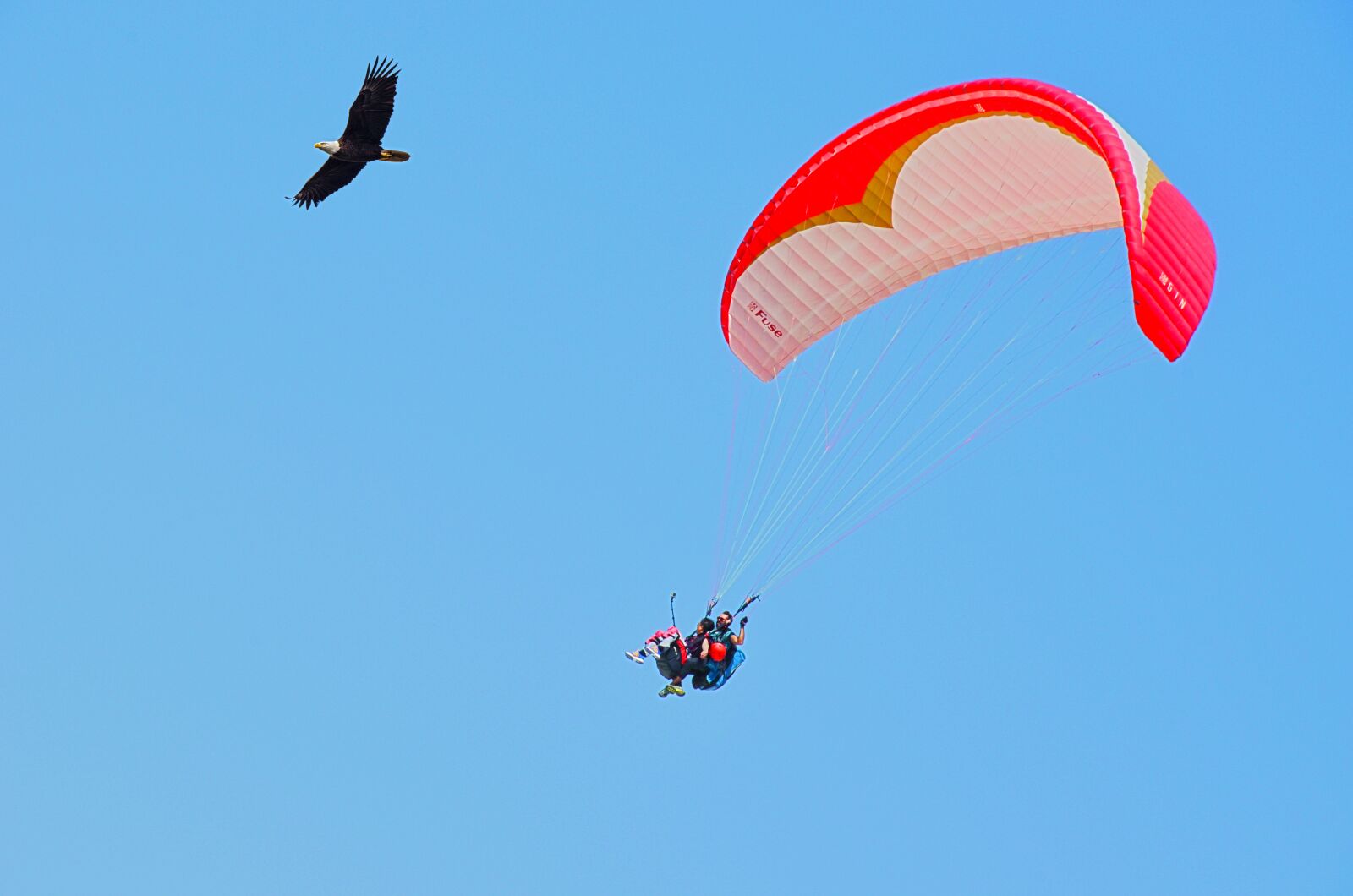 Nikon D5100 sample photo. Parachute, sky, fly photography