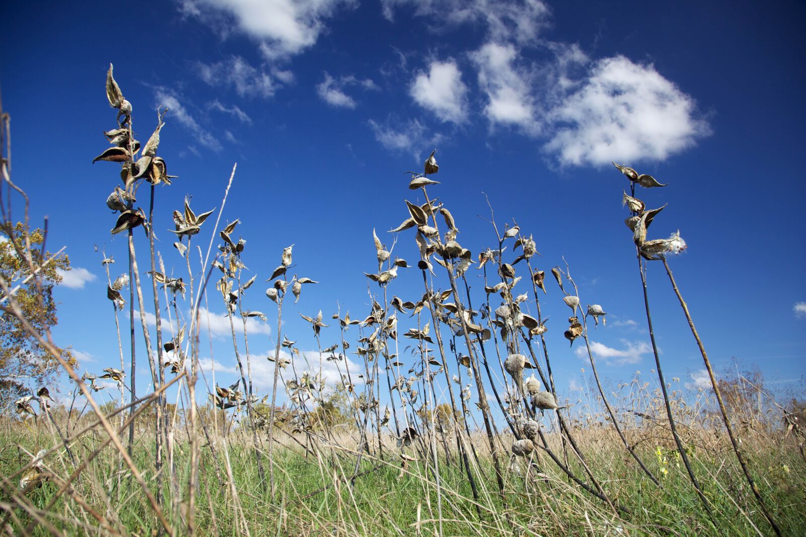 Canon EOS 5D Mark II sample photo. Milkweeds, standing, alone, blue photography